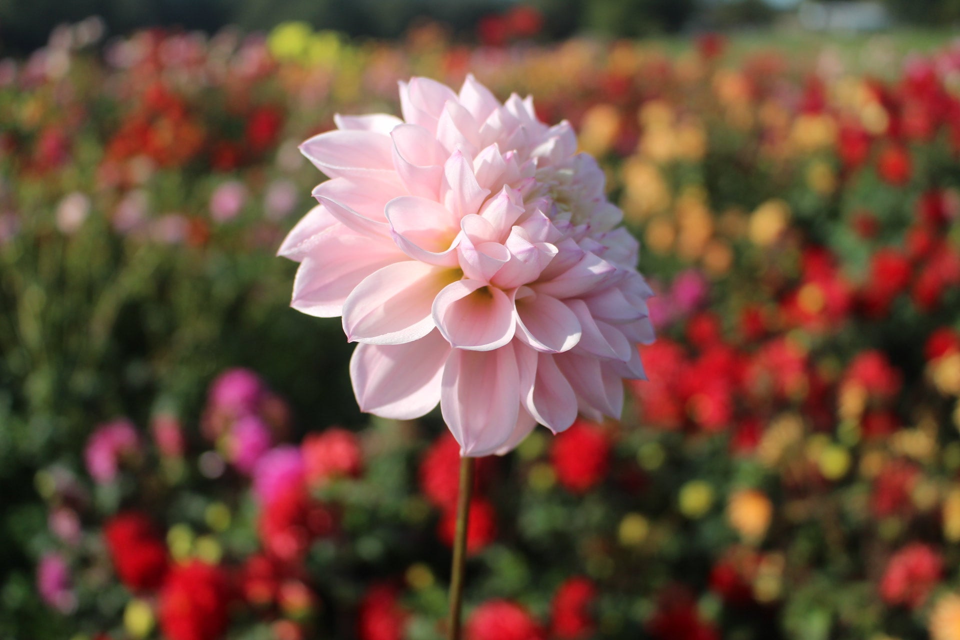 Alpine Charm | Country Dahlias 