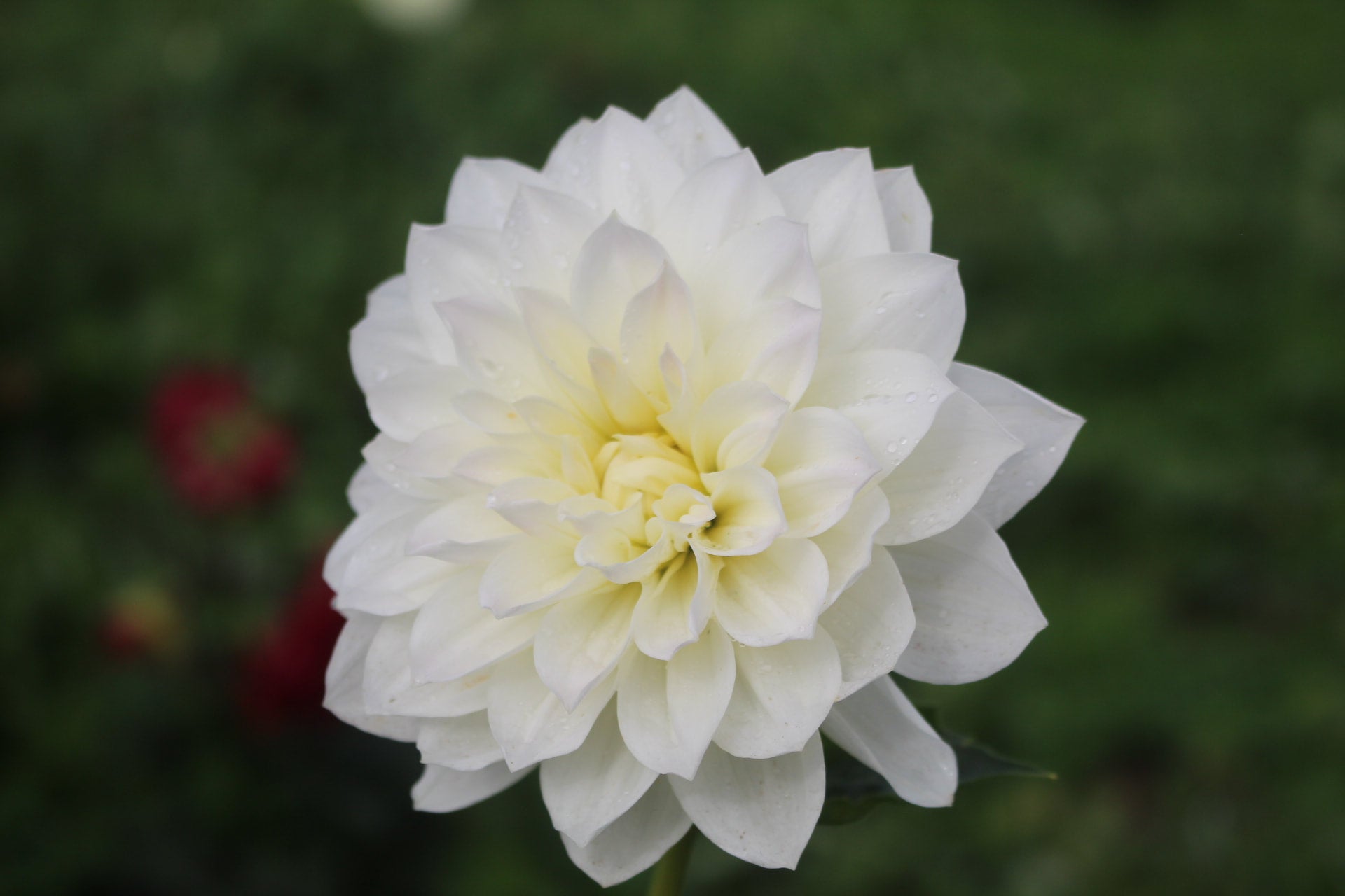 Avalanche | Country Dahlias