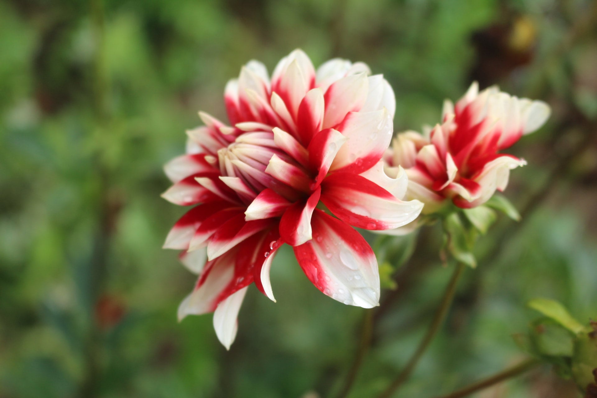 circus-country-dahlias