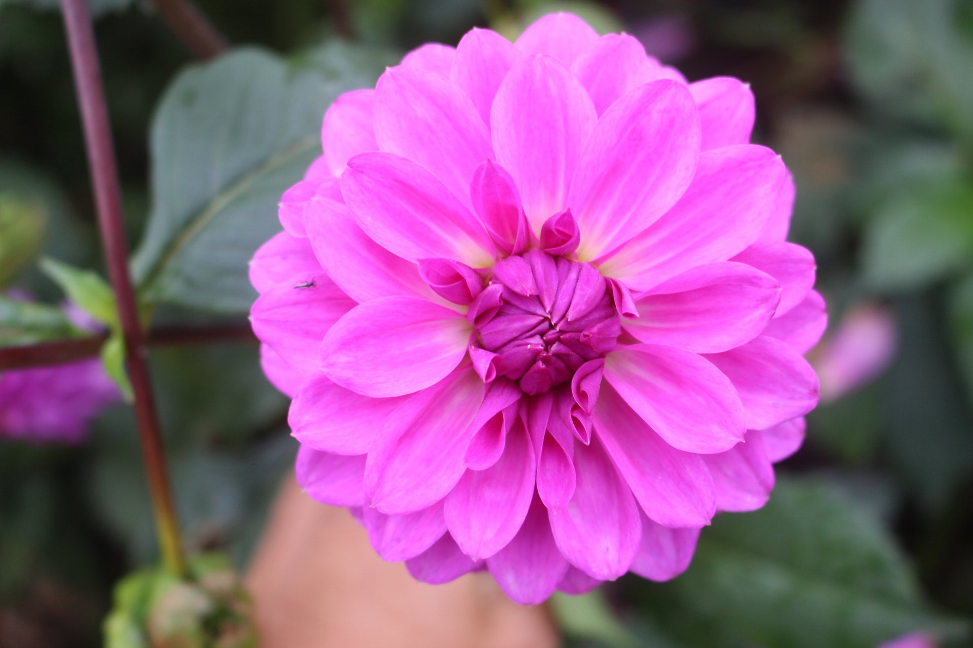 Devon double country dahlias