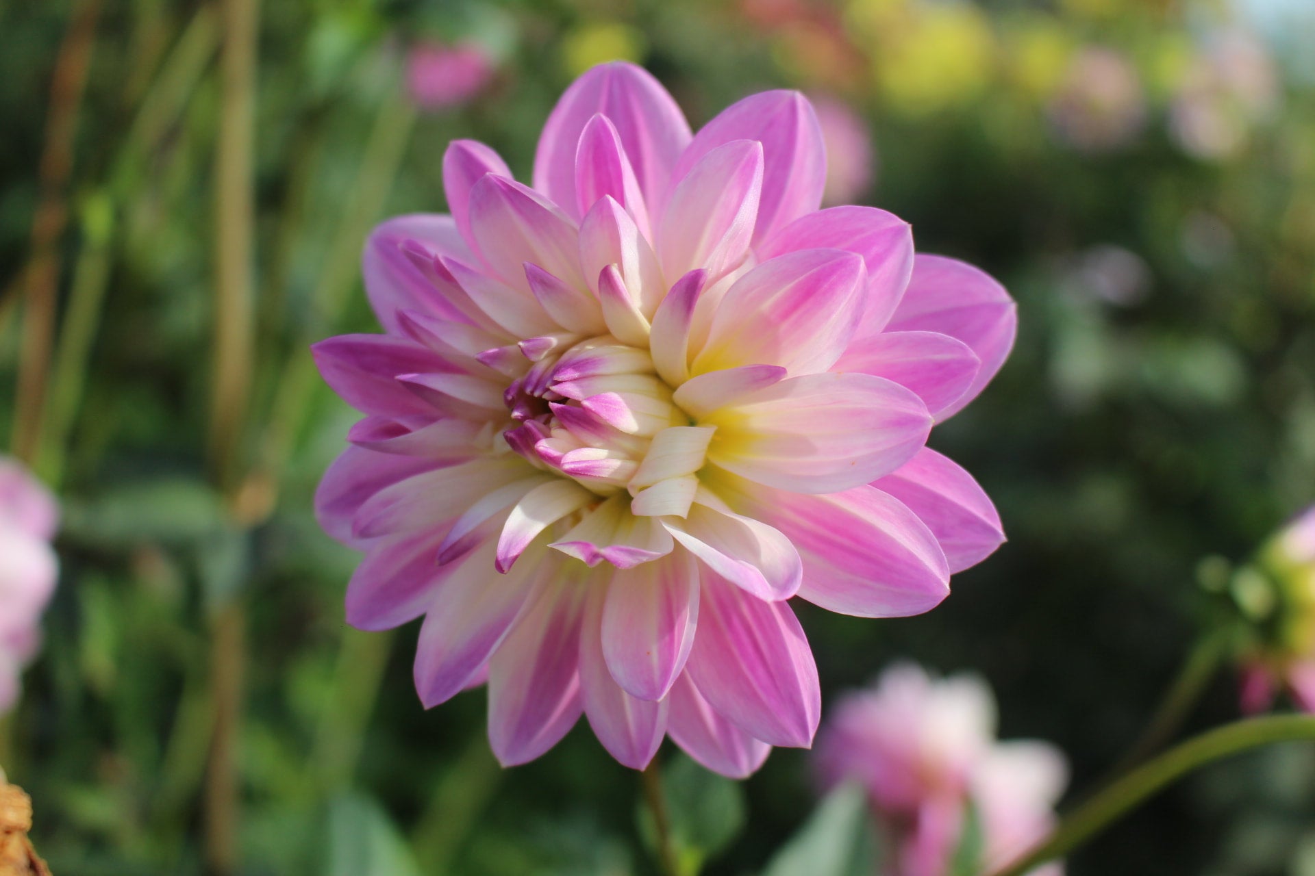 Figurine Country Dahlias