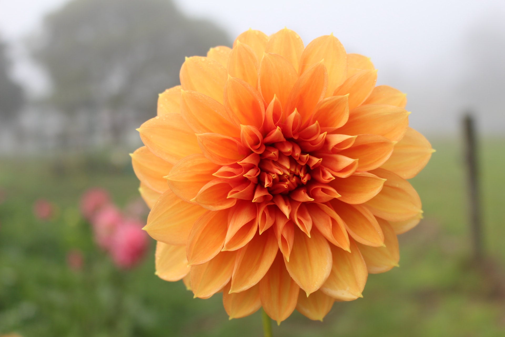 trevallyn-gold-country-dahlias