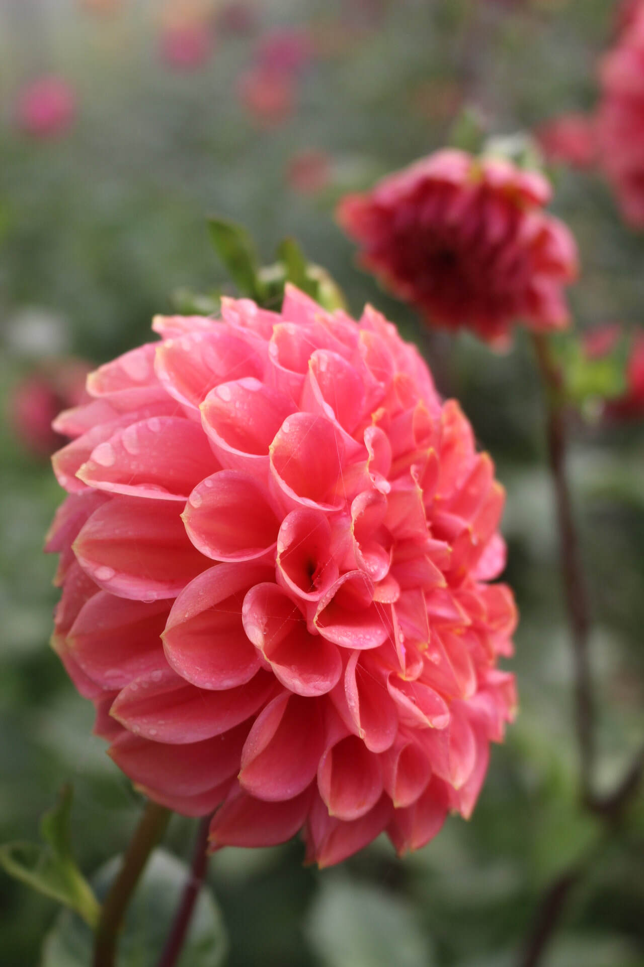 Peachy country dahlias