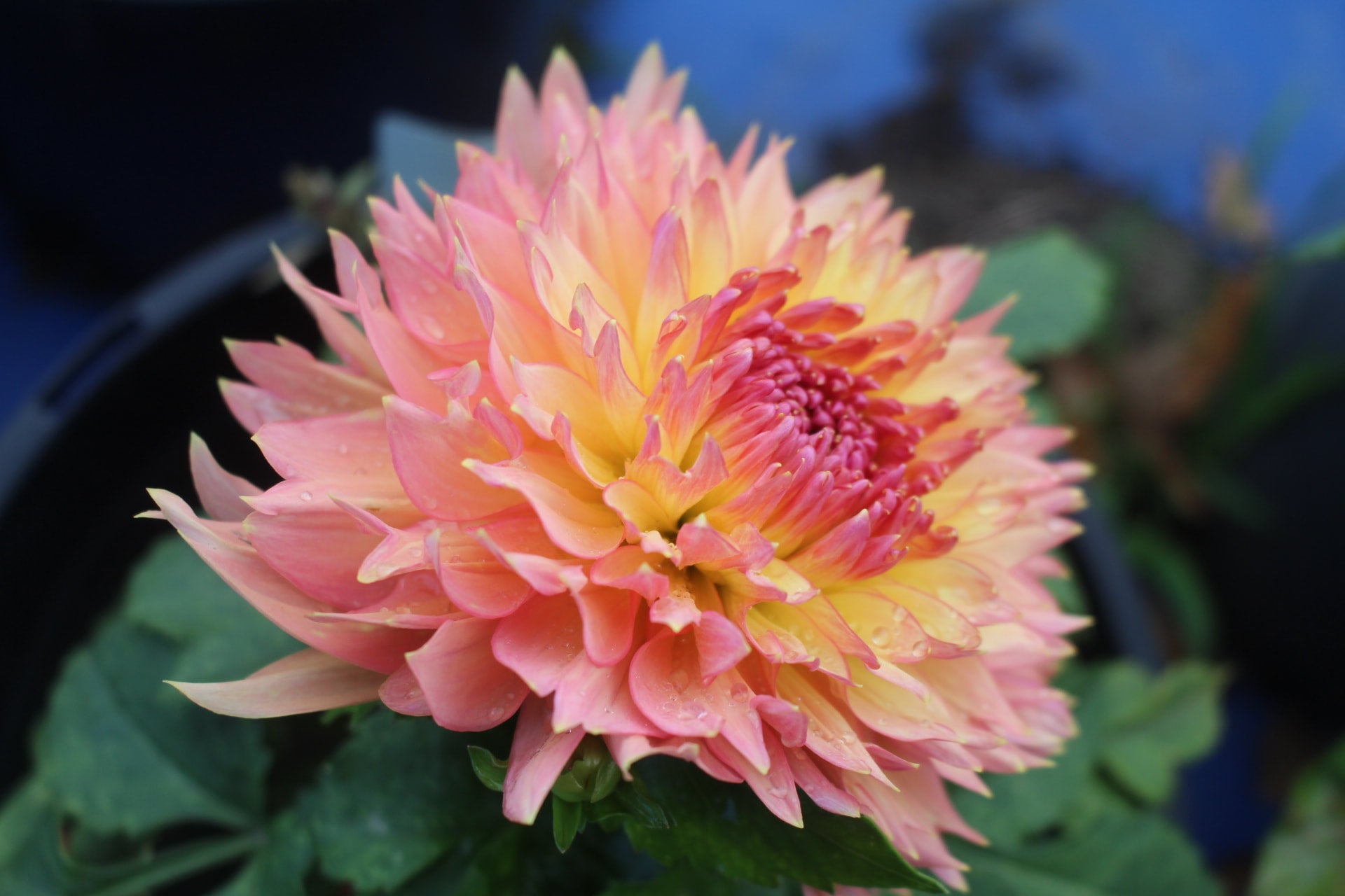 Humdinger Country Dahlias