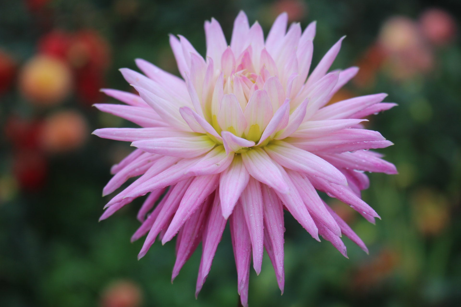 Kismet | Country Dahlias