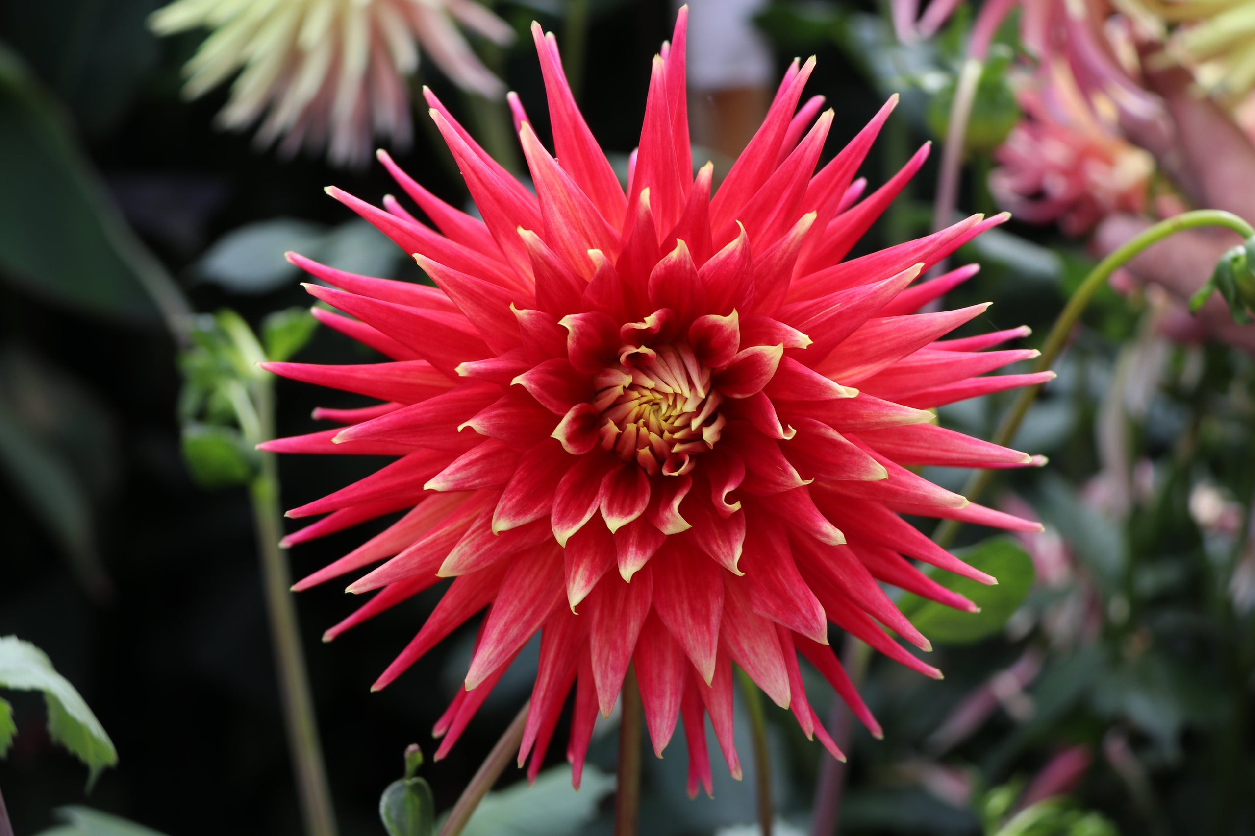 christie-glory-country-dahlias