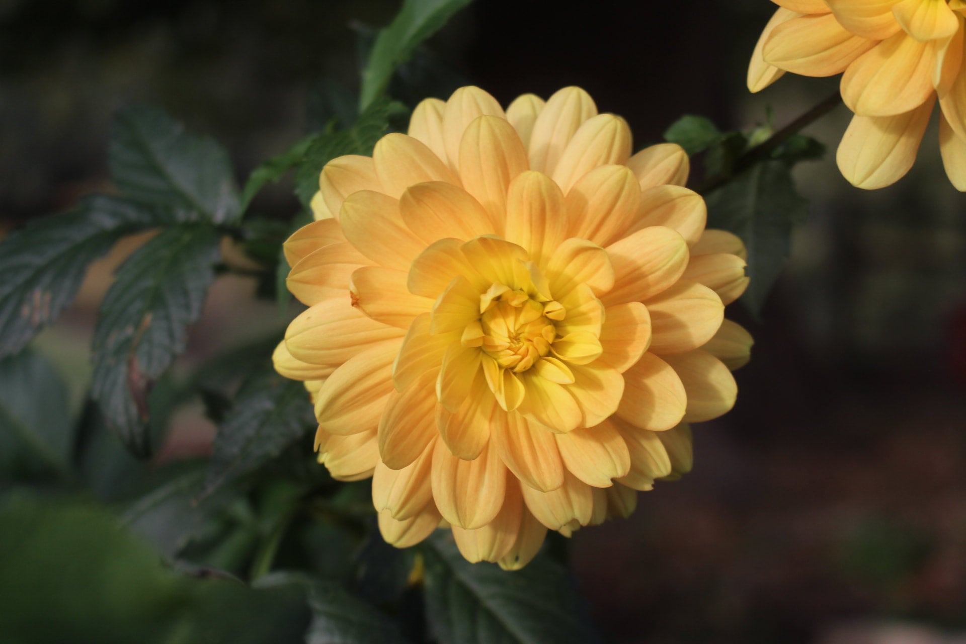 Meadow Lea | Country Dahlias