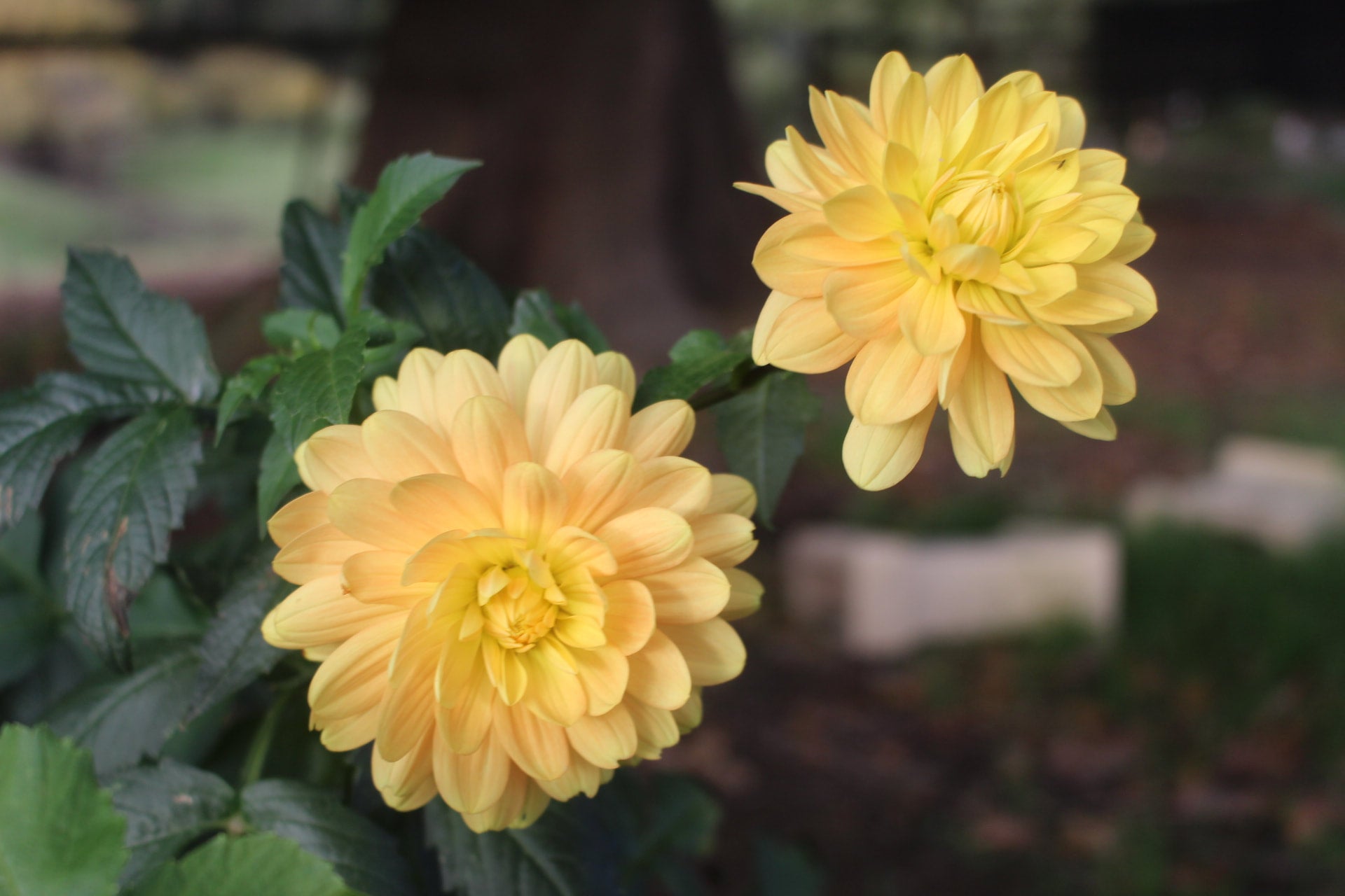 Meadow Lea | Country Dahlias