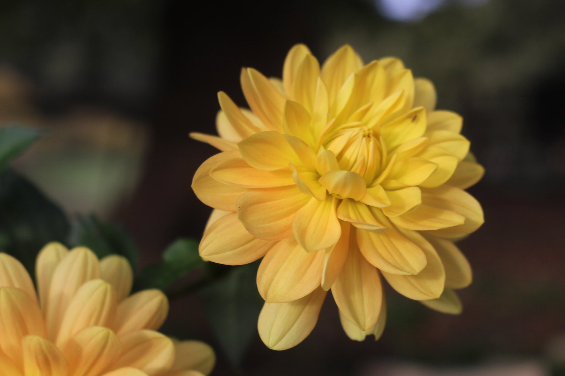 Meadow Lea | Country Dahlias