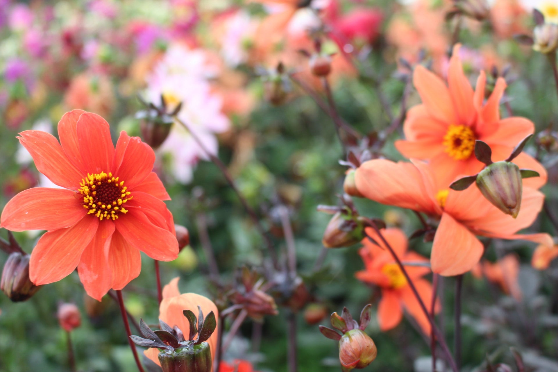 Orange bishop country dahlias