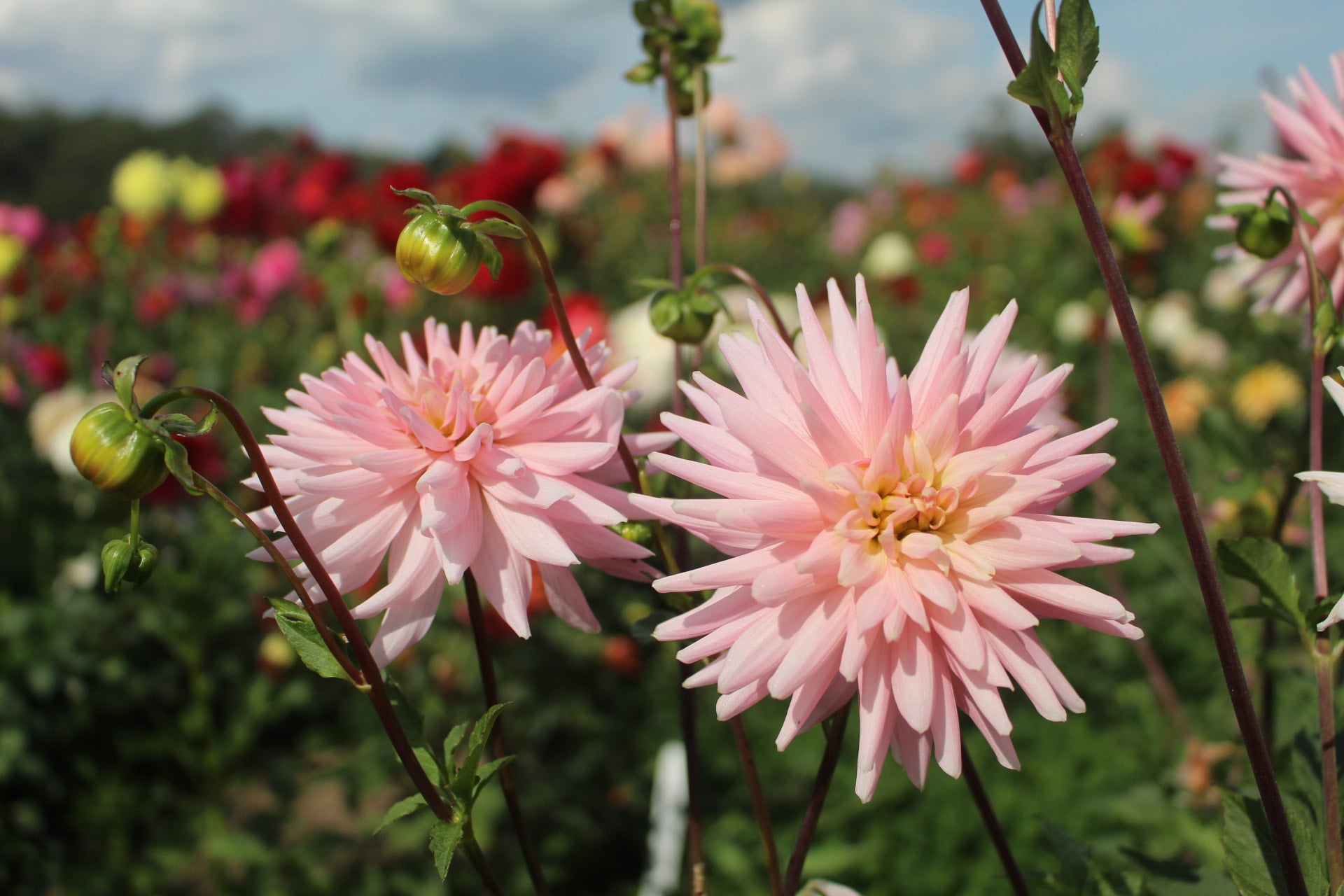 Rose Fletcher | Country Dahlias