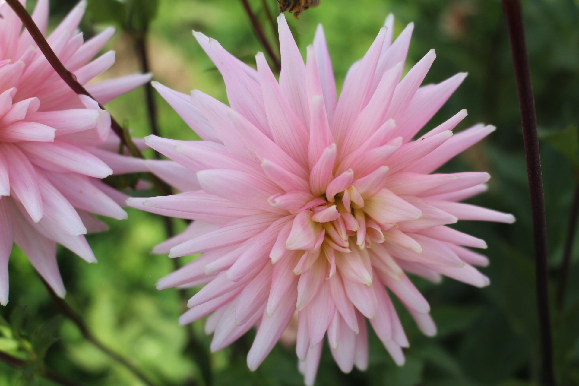 Rose Fletcher Rose Fletcher | Country Dahlias