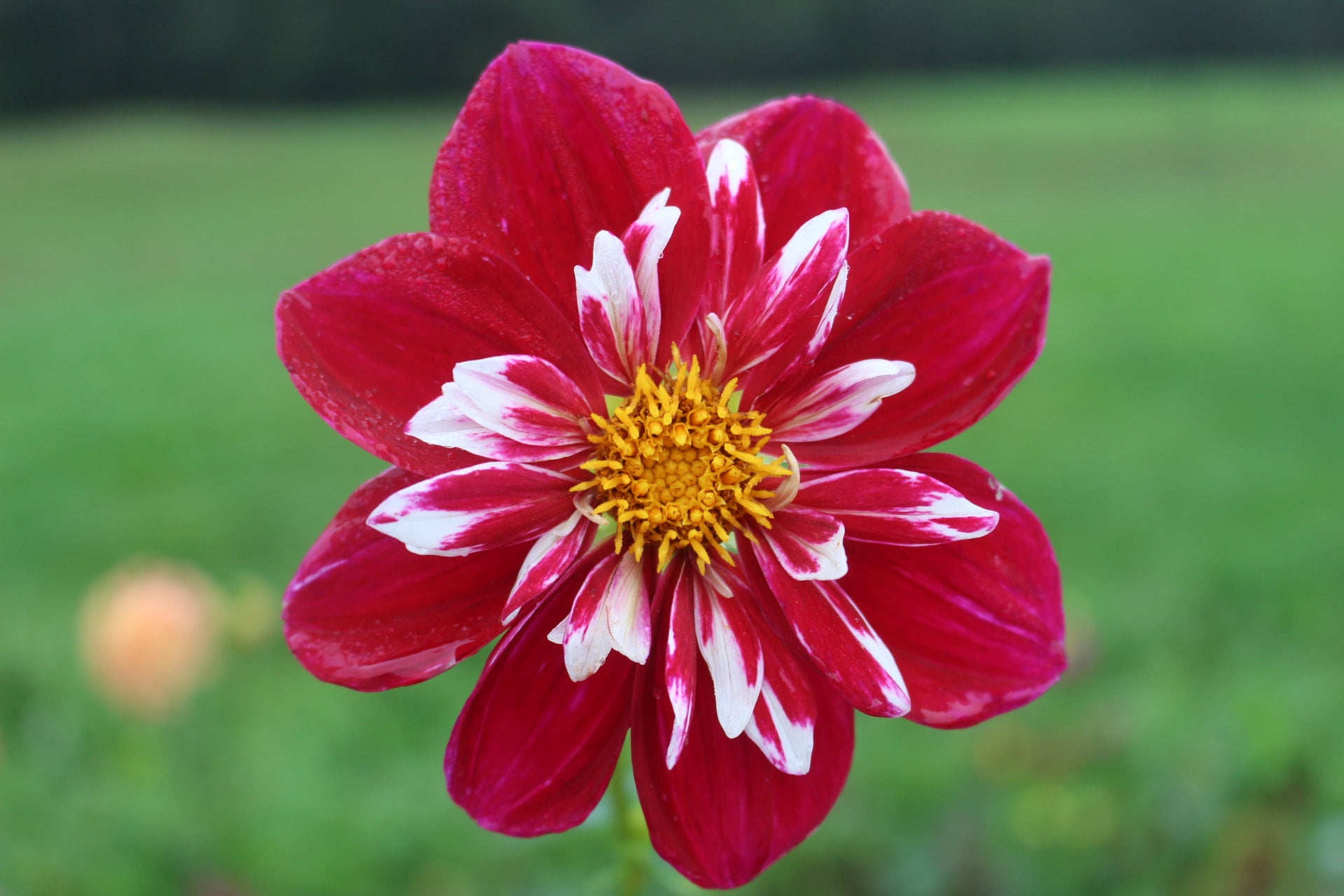 Sherry Country Dahlias Sherry Country Dahlias