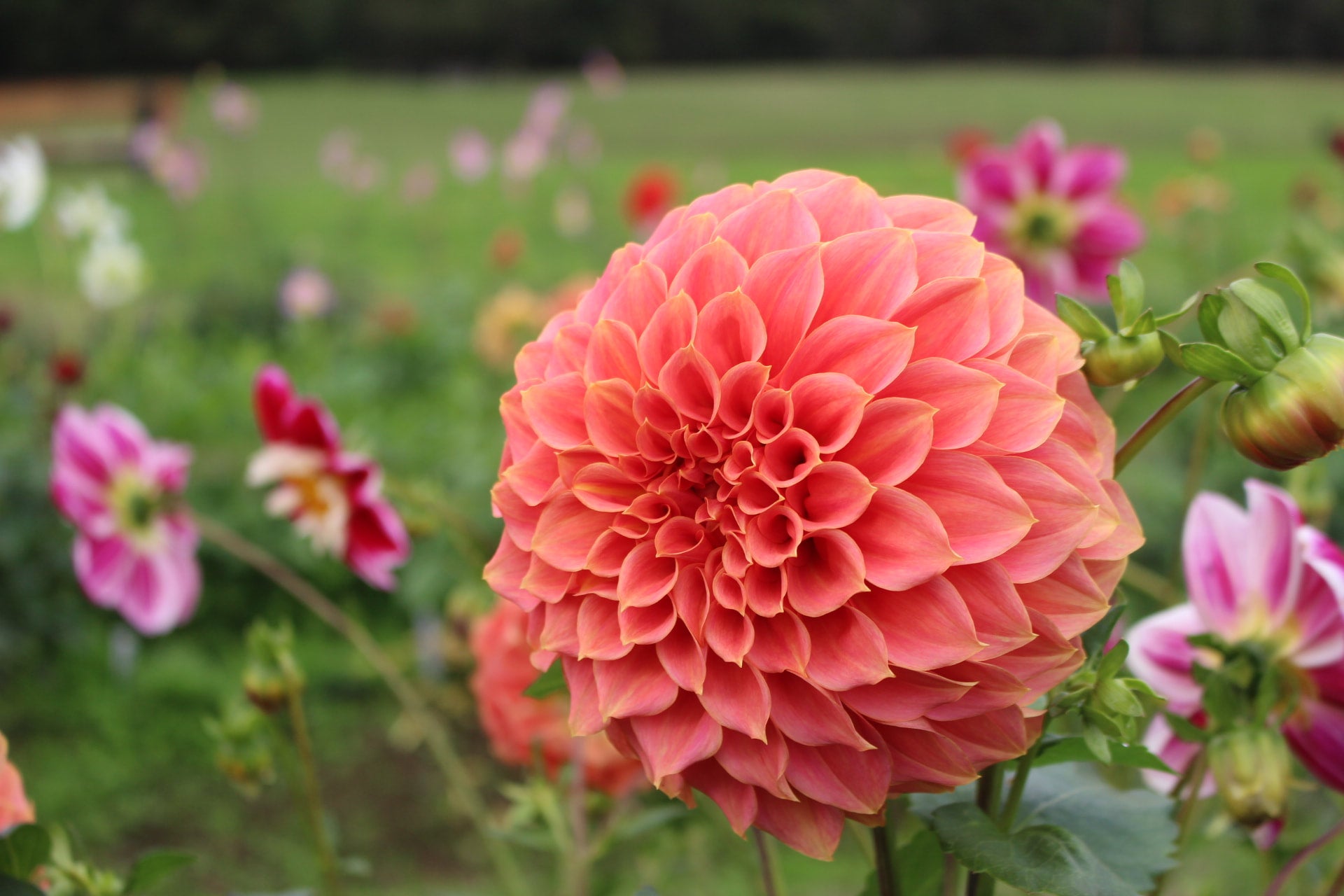 Sylvia Craig Hunter | Country Dahlias