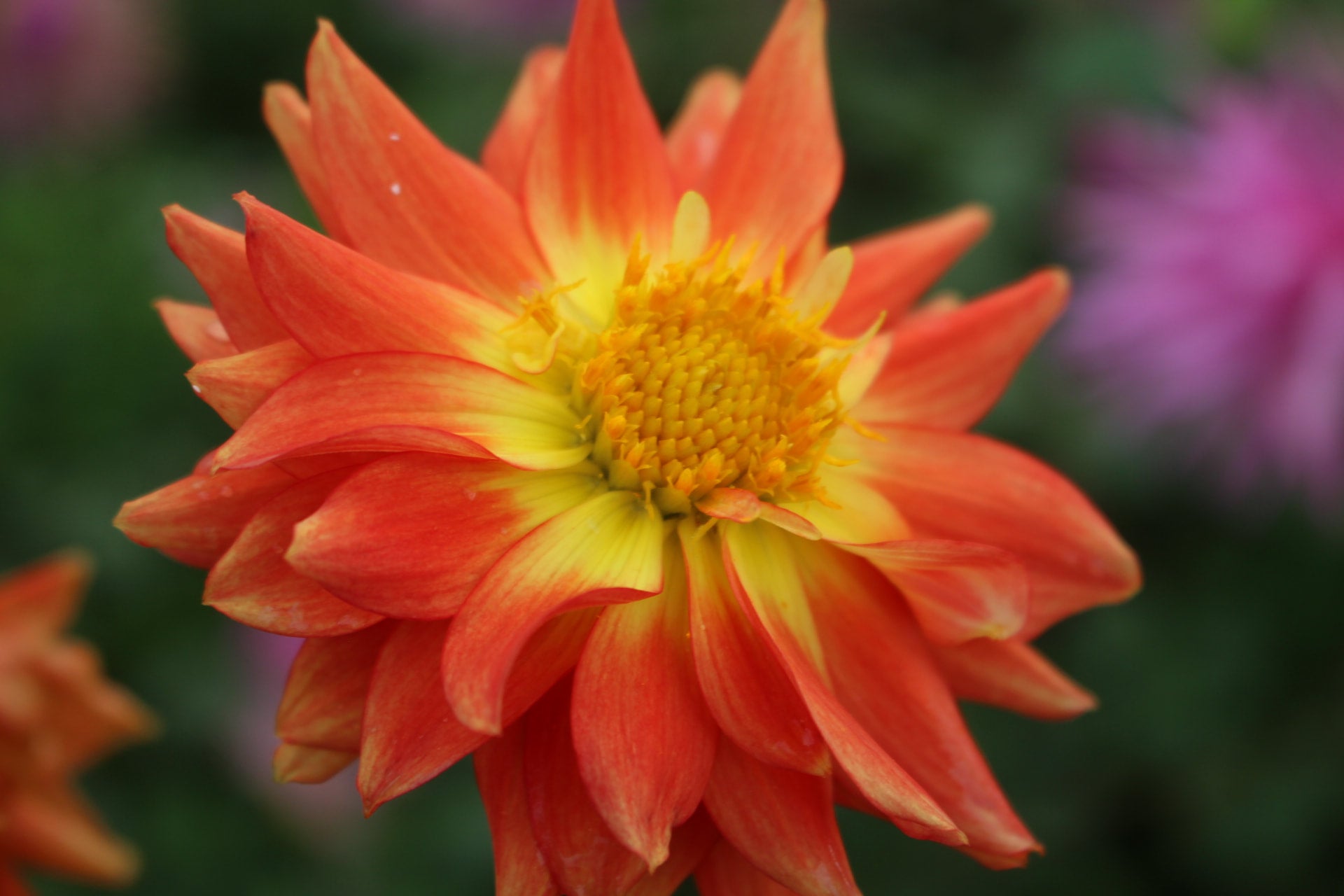 Tangerine | Country Dahlias