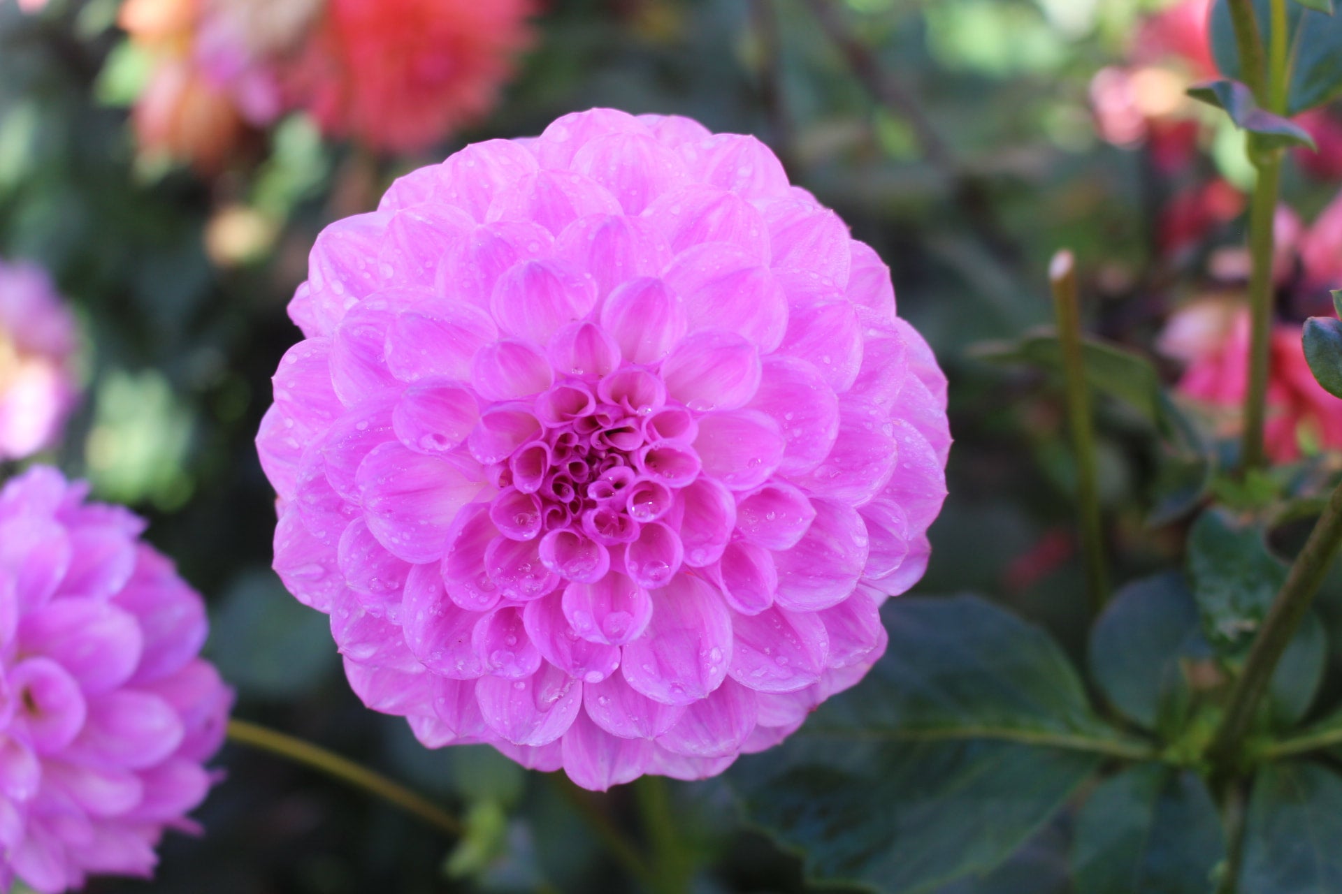 Wimmera joy country dahlias