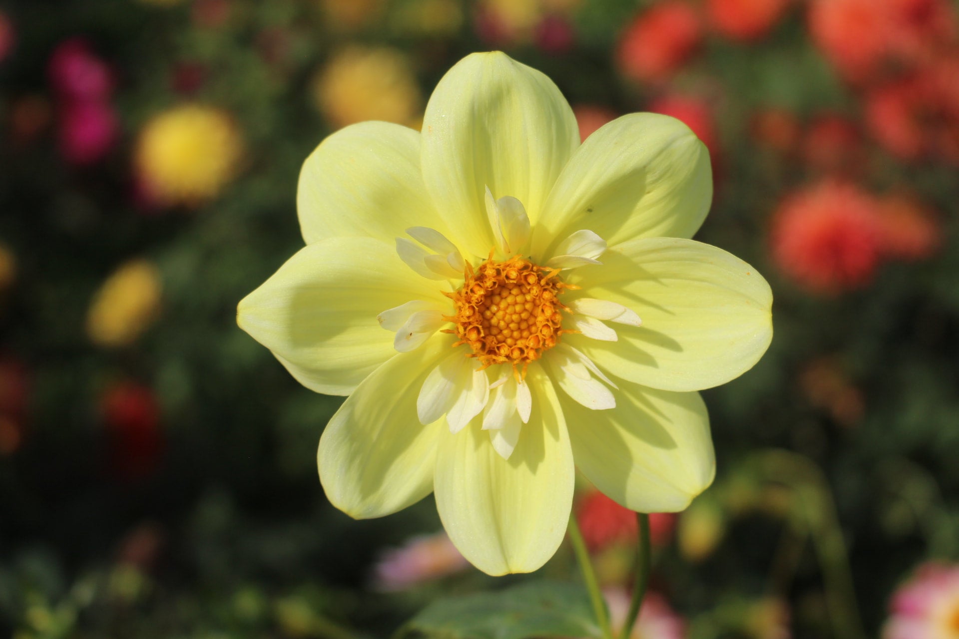 April star country dahlias