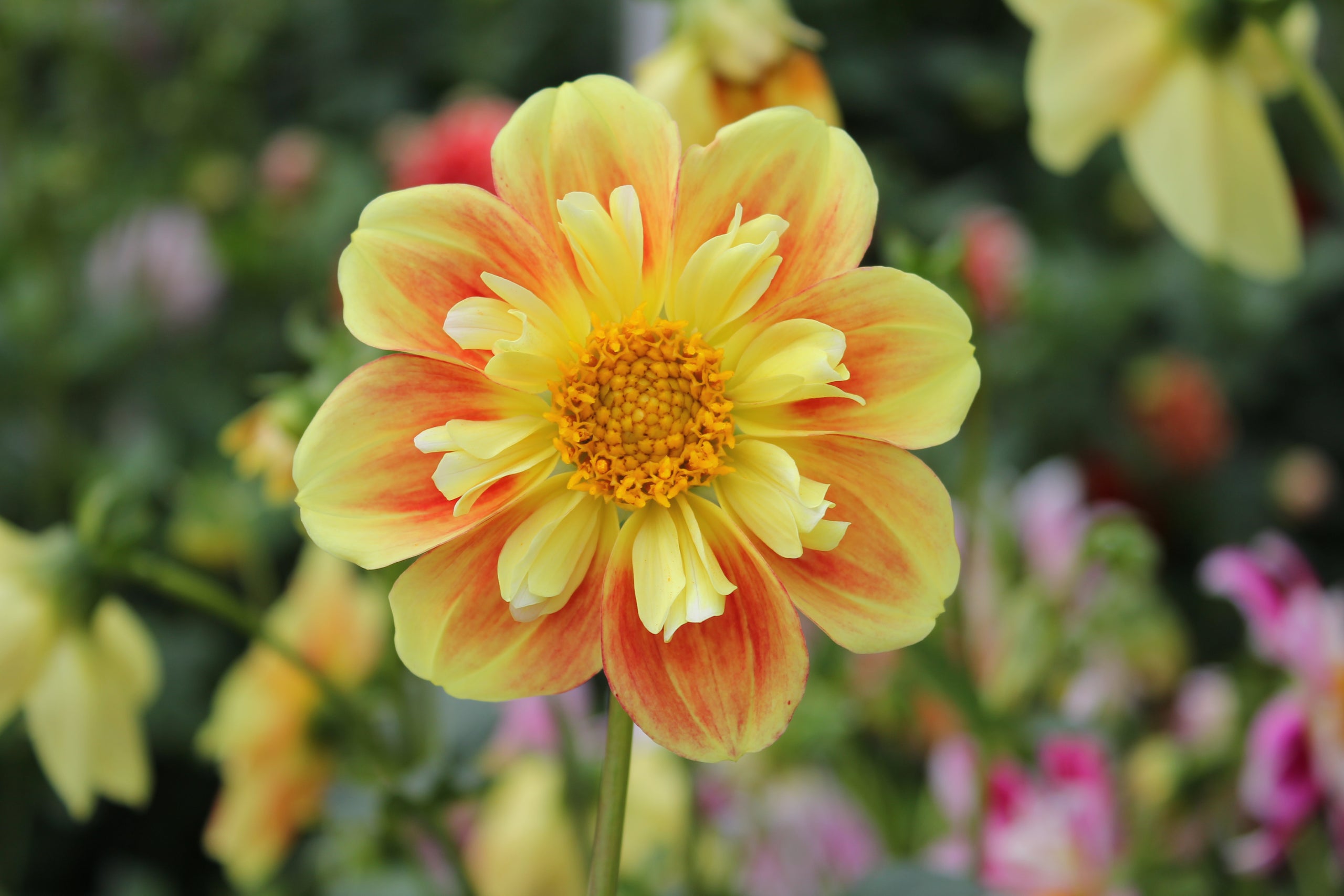 Ernestine | Country Dahlias