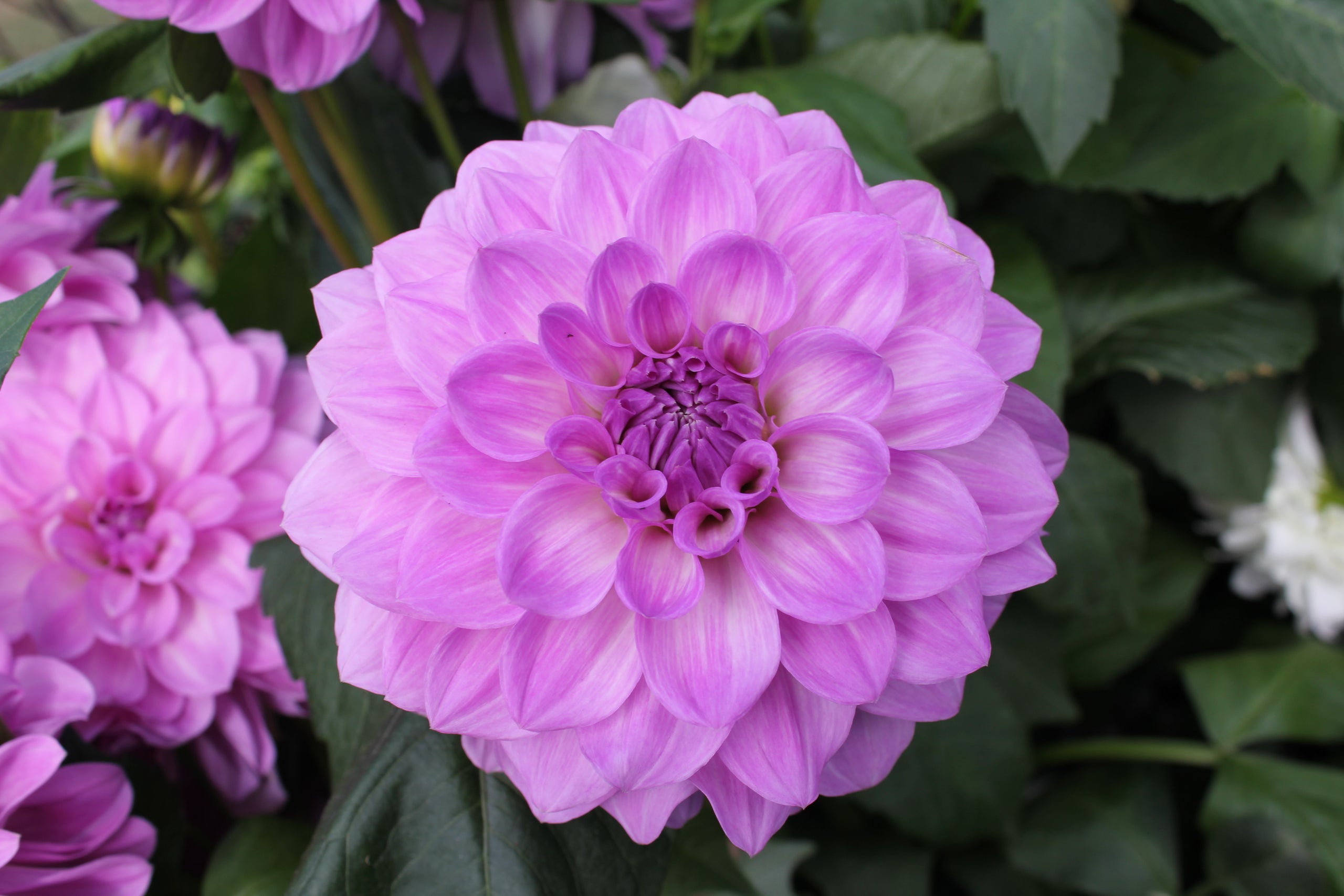 evening-mist-country-dahlias