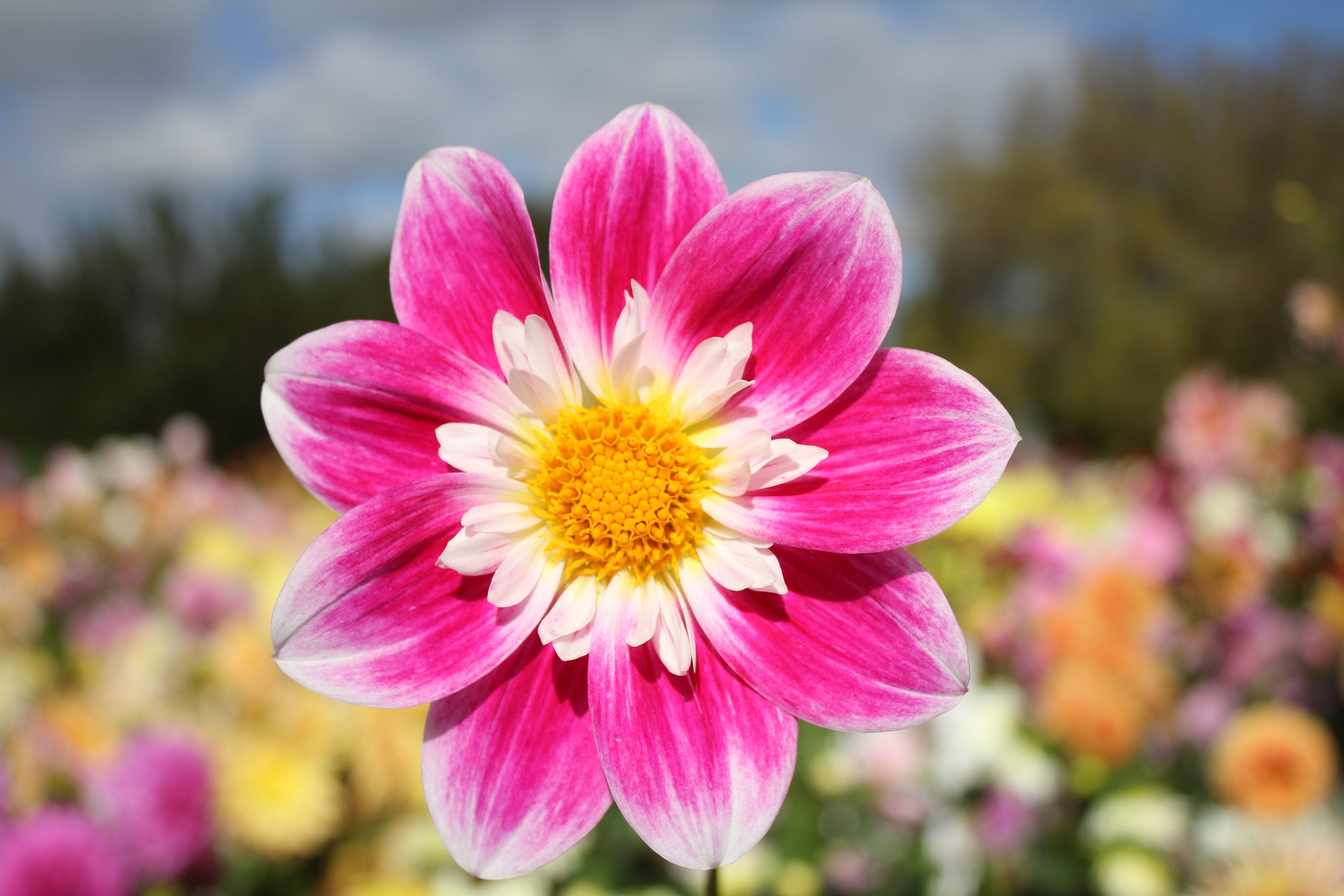 kewe-country-dahlias
